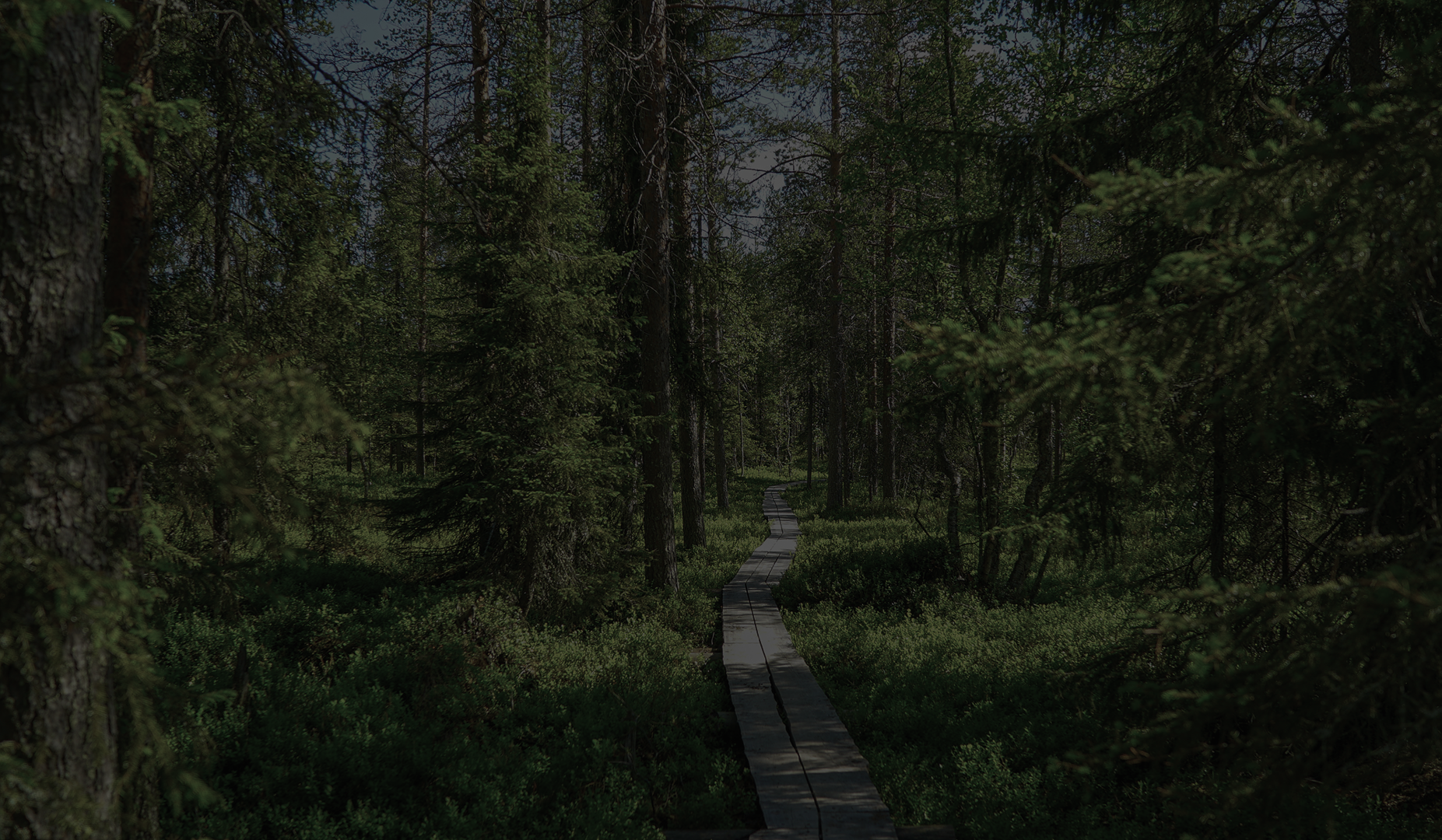 Forest background